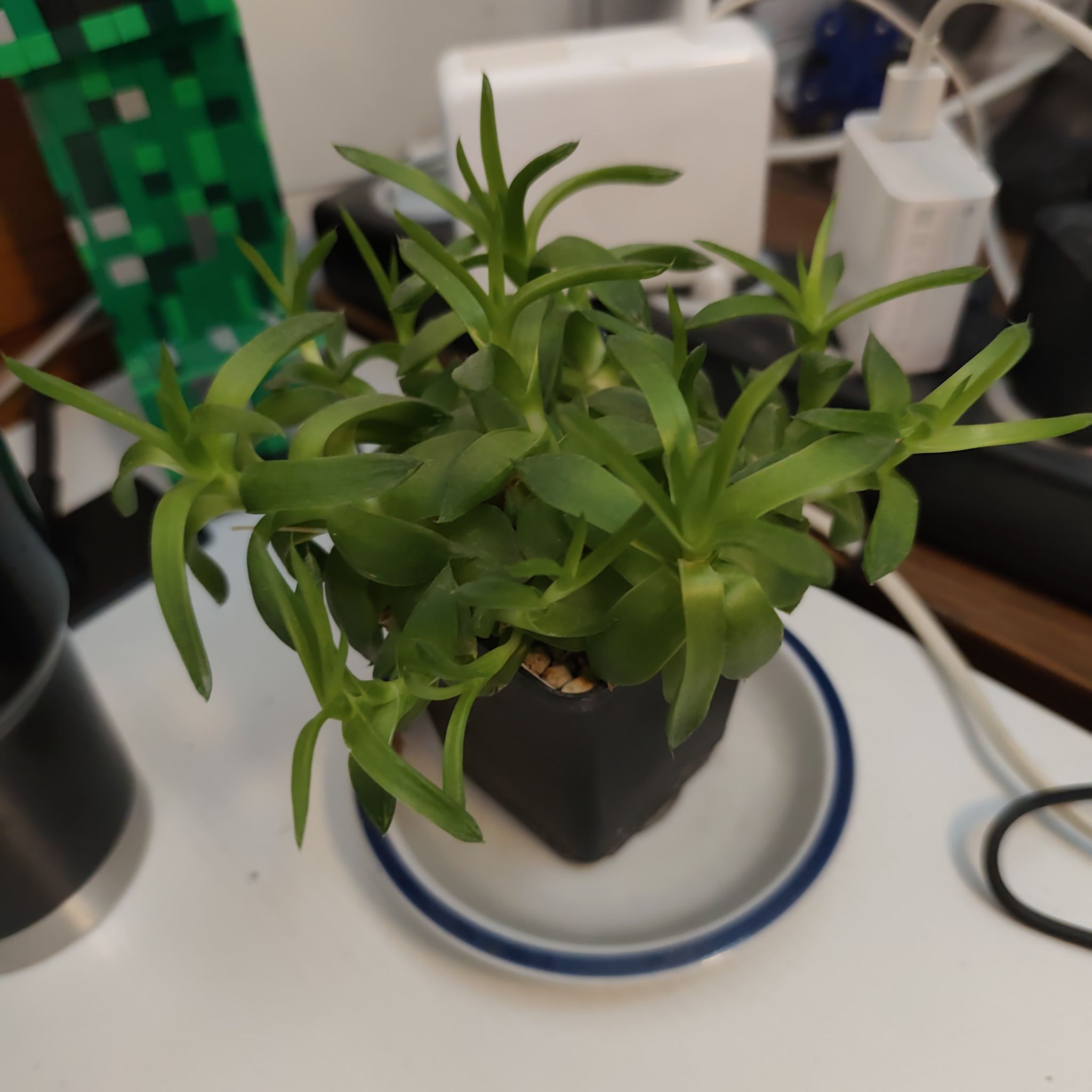Photo of the plant species Haworthia ramosa by @FancierMandarin named Ramelosa on Greg, the plant care app