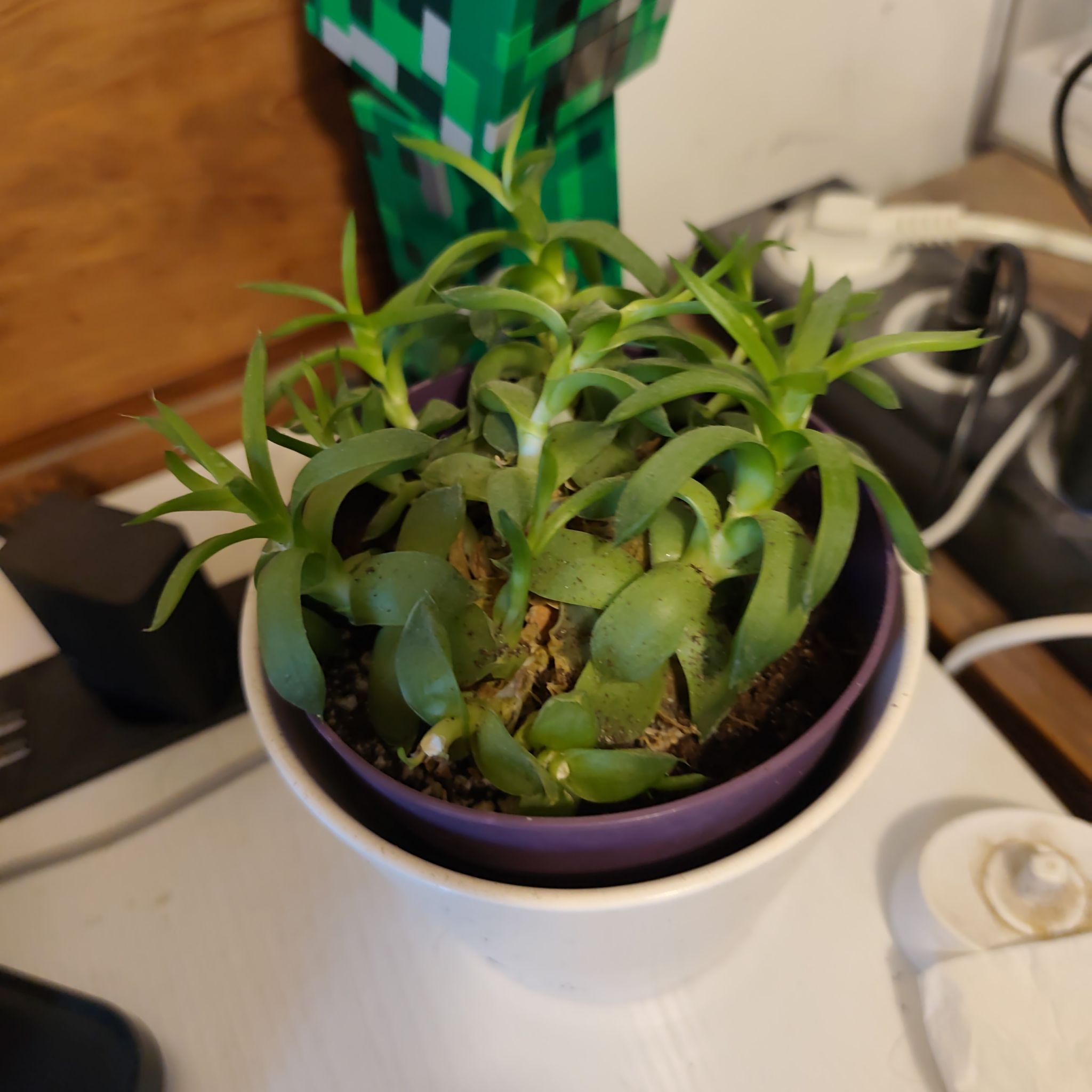 Photo of the plant species Haworthia ramosa by @FancierMandarin named Ramelosa on Greg, the plant care app