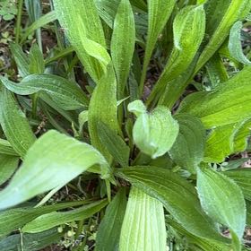 Photo of the plant species Coneflower by @MagicalZebrina named Gates on Greg, the plant care app