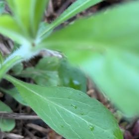 Photo of the plant species Devilsbit by @MagicalZebrina named Remington on Greg, the plant care app