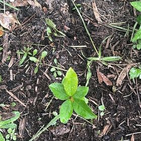 Photo of the plant species Broad-Leaved Starflower by @MagicalZebrina named Harmony on Greg, the plant care app