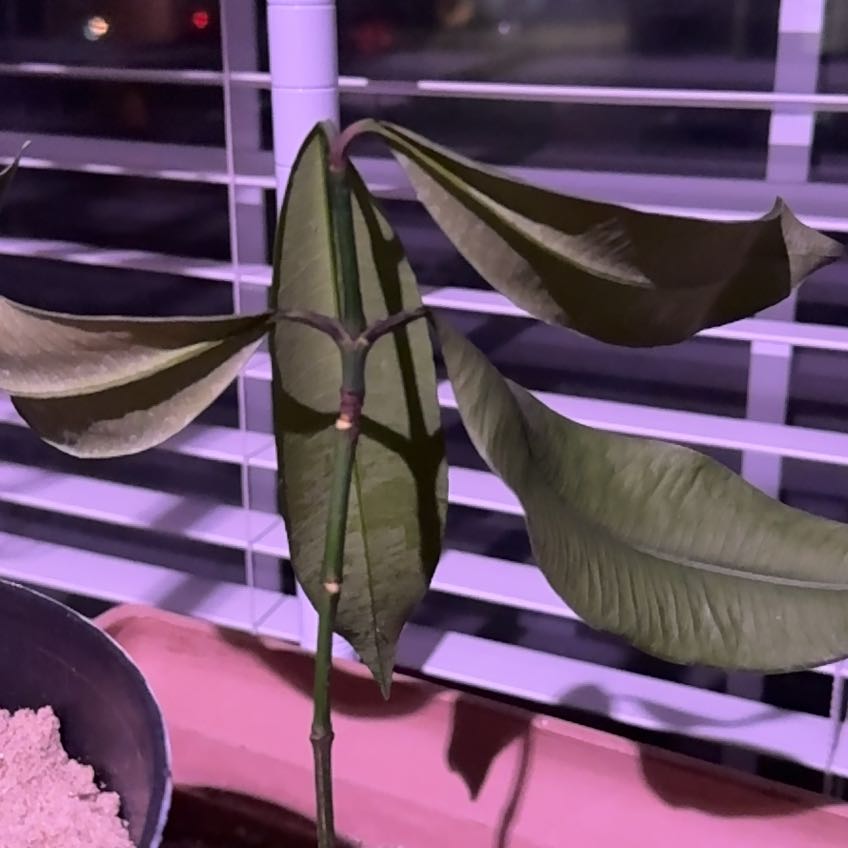 Photo of the plant species Purple Mangosteen by @FunWorm68 named Purple queen on Greg, the plant care app