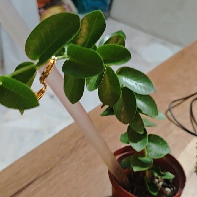 Photo of the plant species Bush Hoya by @SugarOlneya33 named Eva on Greg, the plant care app