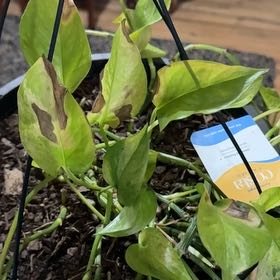 Photo of the plant species Jessenia Pothos by @BigEvergreen22 named Planty on Greg, the plant care app