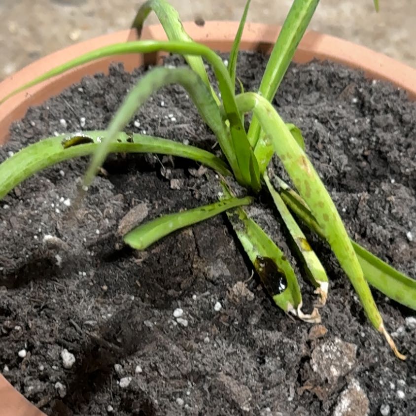 Photo of the plant species Texas tuberose by @FancierOrchid named Gates on Greg, the plant care app