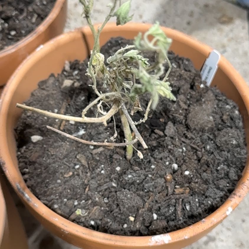 Photo of the plant species Rosy Desert Mallow by @FancierOrchid named Sol on Greg, the plant care app