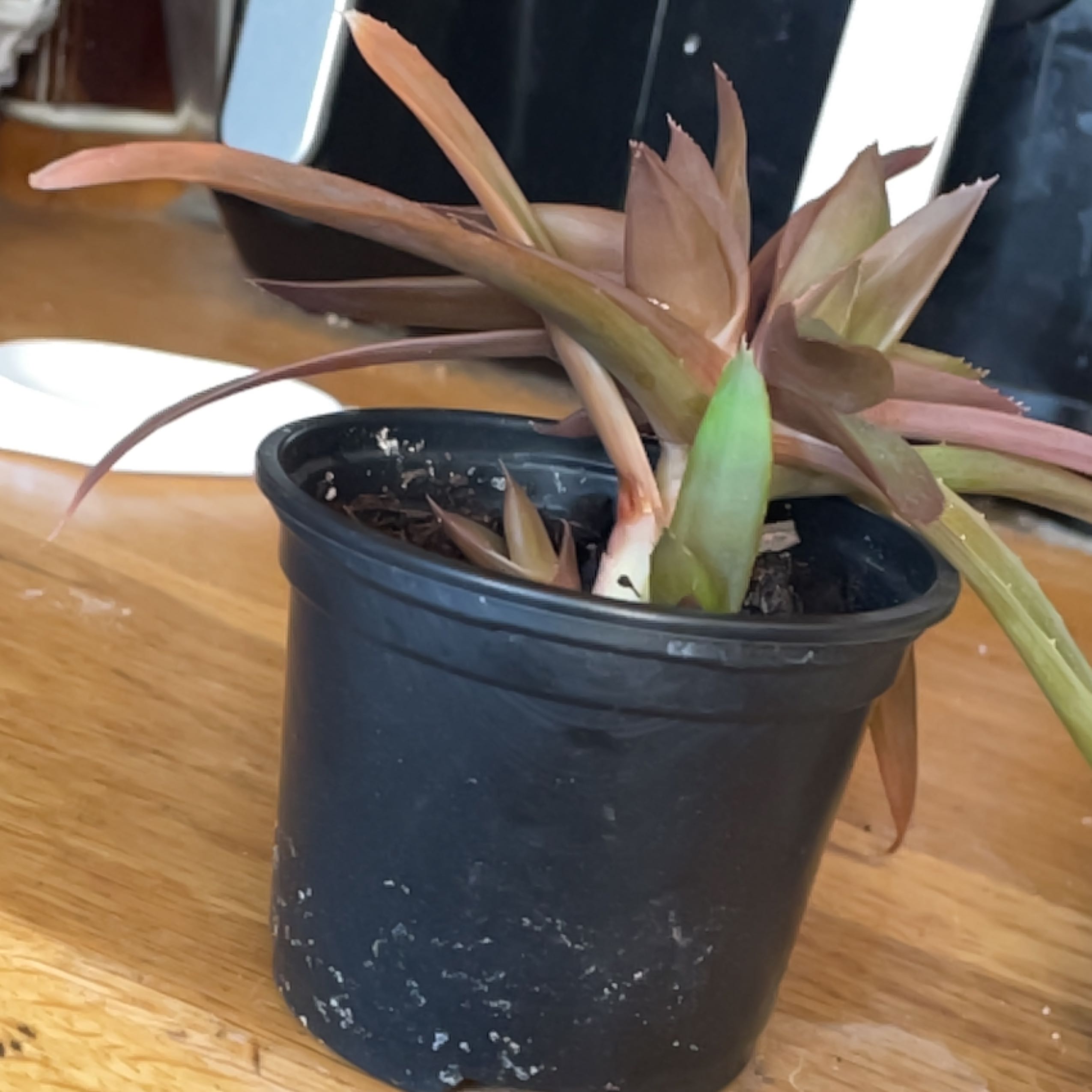Photo of the plant species Aloe Black Gem by @FieryAntplant48 named Apollo on Greg, the plant care app