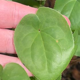 Photo of the plant species Roundleaf Greenbrier by @DarlingRedash22 named LiloStitch on Greg, the plant care app