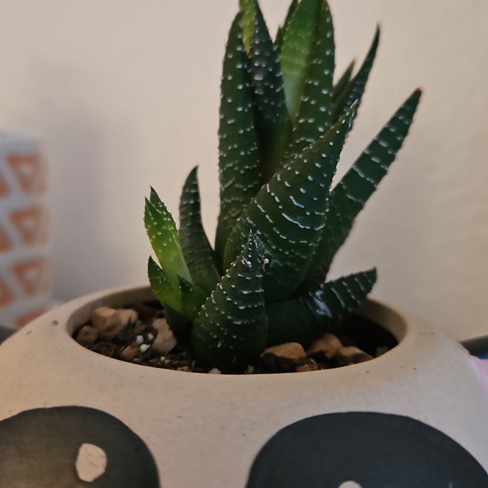 spikey | A plant by @lanikrg on Greg spikey | A plant by @lanikrg on Greg