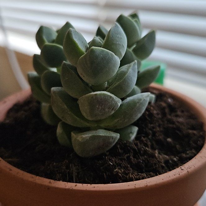 Photo of the plant species Crassula 'Moonglow' by @tmessy named Neely on Greg, the plant care app