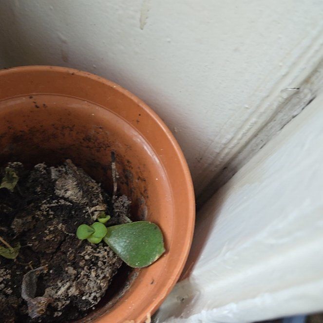 Photo of the plant species Compact Jade by @HeadWolfsmilk named Emerson on Greg, the plant care app
