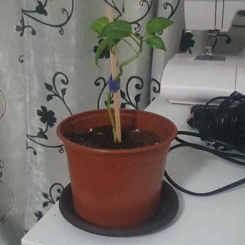 Photo of the plant species Thai Pepper by @HipPoisonpie55 named Bird eye on Greg, the plant care app