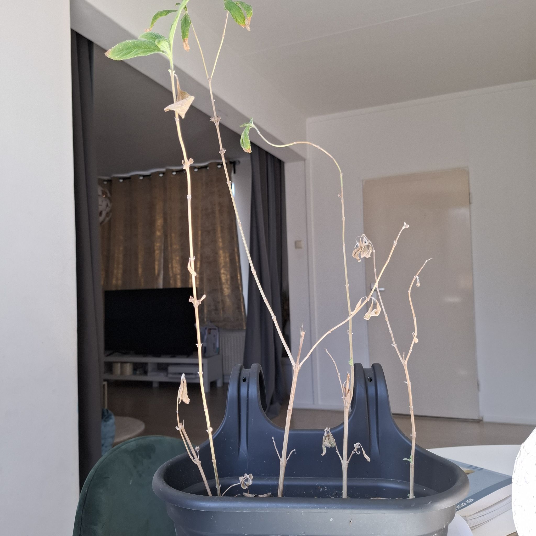 Photo of the plant species Bushy Lippia by @SavvyRye50 named Treeyoncé on Greg, the plant care app