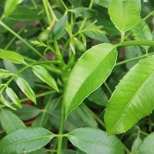 Photo of the plant species Wonga Wonga Vine by @SharpGreen60 named Beckham on Greg, the plant care app