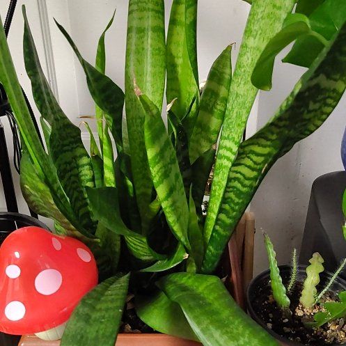 Photo of the plant species Mother-in-Law's Tongue 'Green Form' by @PureLancewood70 named Eva on Greg, the plant care app