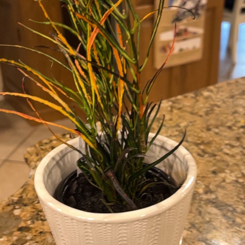 Photo of the plant species Picasso's Paintbrush by @GoodCaraway86 named Gregarious on Greg, the plant care app