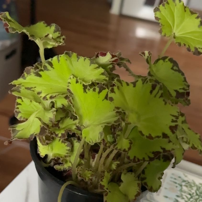 Photo of the plant species Begonia Rex 'Spirit of Pemba' by @SolidlyJuneplum named James Dean on Greg, the plant care app