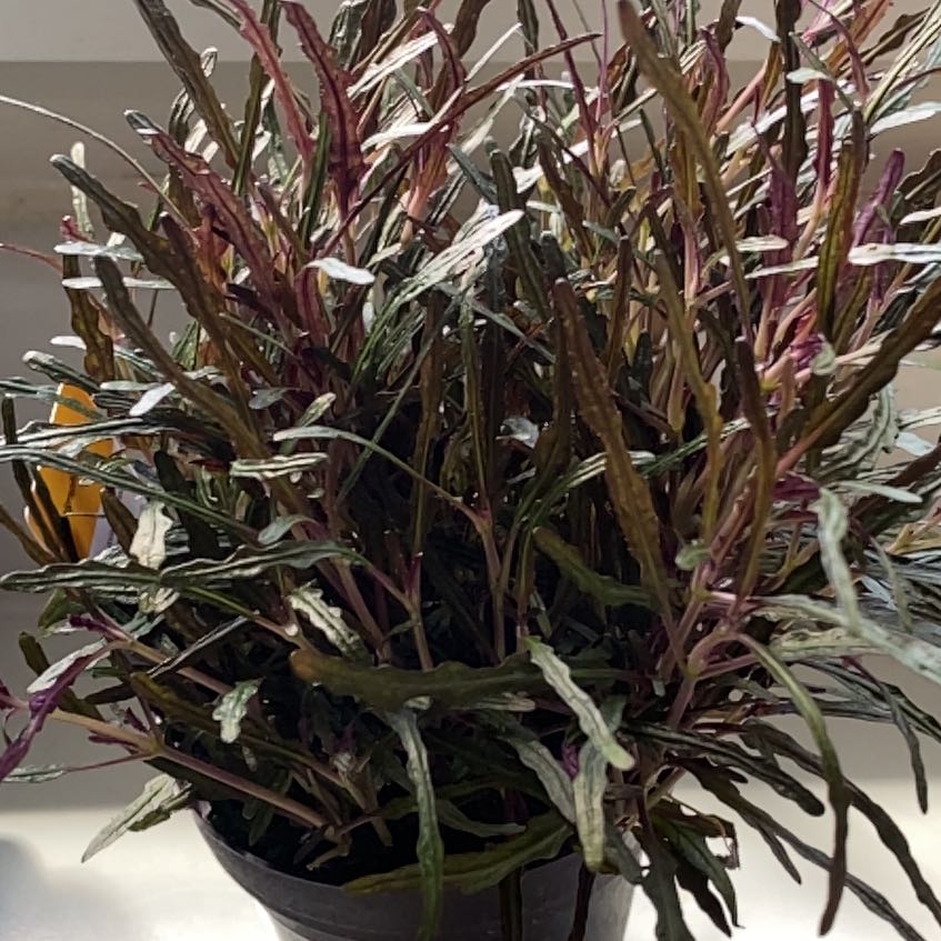 Photo of the plant species Dragon Tongue Bush Bean by @FreshBonsaimint named Kylie on Greg, the plant care app