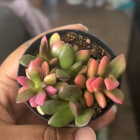 Photo of the plant species Anacampseros telephiastrum by @PiquantMayapple named Daphne on Greg, the plant care app