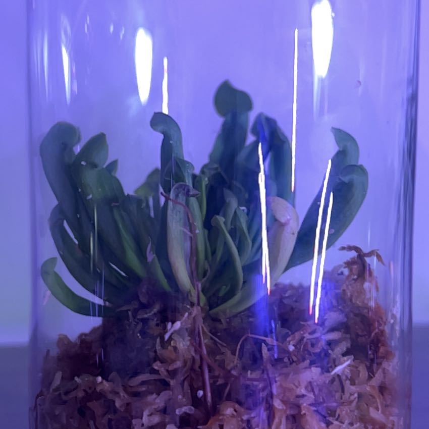 Photo of the plant species Hooded Pitcherplant by @PiquantMayapple named Aqua on Greg, the plant care app