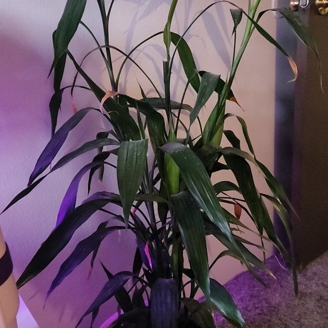 Photo of the plant species bamboo by @RevealingNapaea named Osmo on Greg, the plant care app