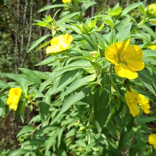 Photo of the plant species Sundrops by @DaintyAristaloe named LiloStitch on Greg, the plant care app