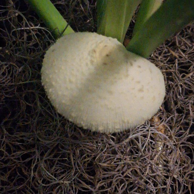 Photo of the plant species Mammillaria muehlenpfordtii by @DaintyAristaloe named Planty on Greg, the plant care app