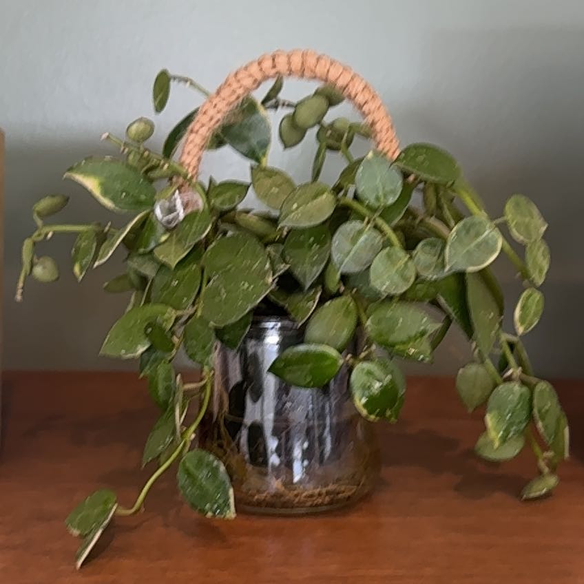 Photo of the plant species Hoya lacunosa ‘Asami’ (cCone 2) by @ElatedEdelweiss named Orlando Bloom on Greg, the plant care app