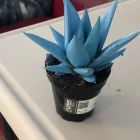 Bigleef Smalls