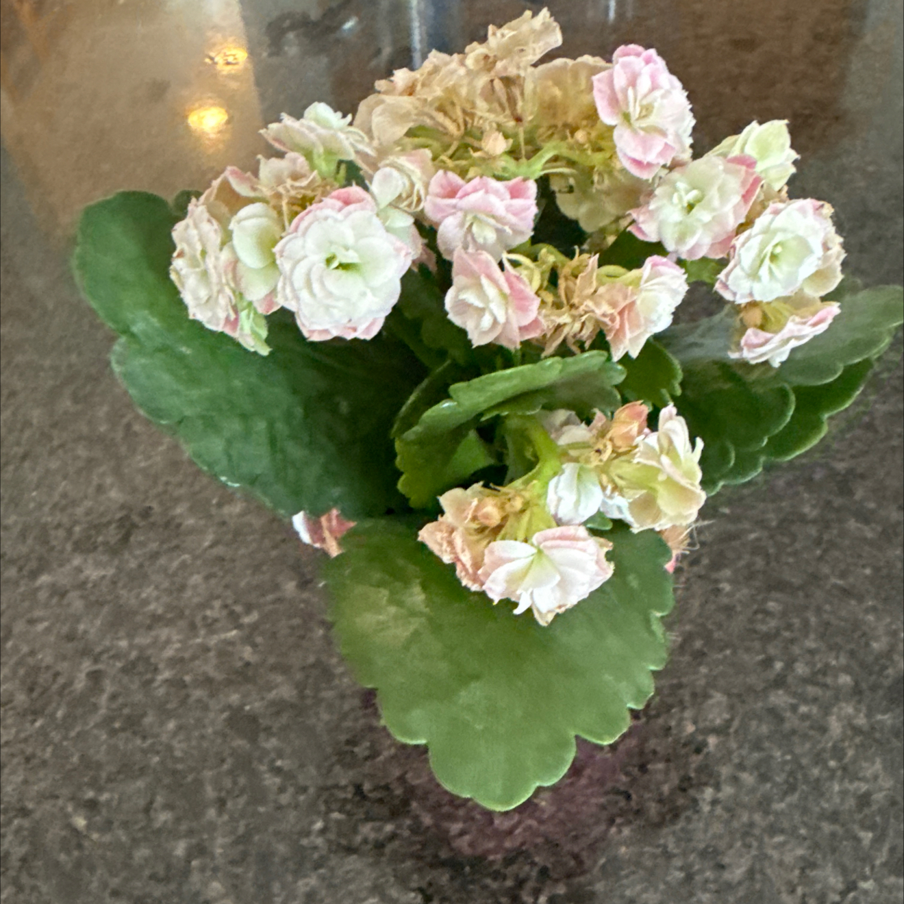 Photo of the plant species Calandiva by @SeasonalTreeivy named Gracey on Greg, the plant care app