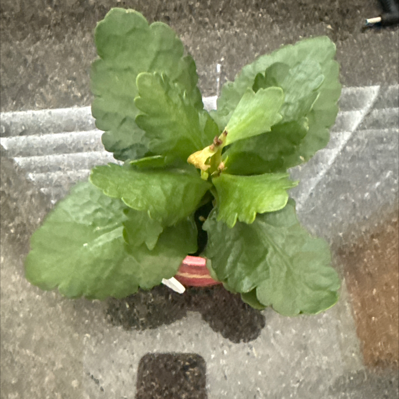 Photo of the plant species Calandiva by @SeasonalTreeivy named Gracey on Greg, the plant care app