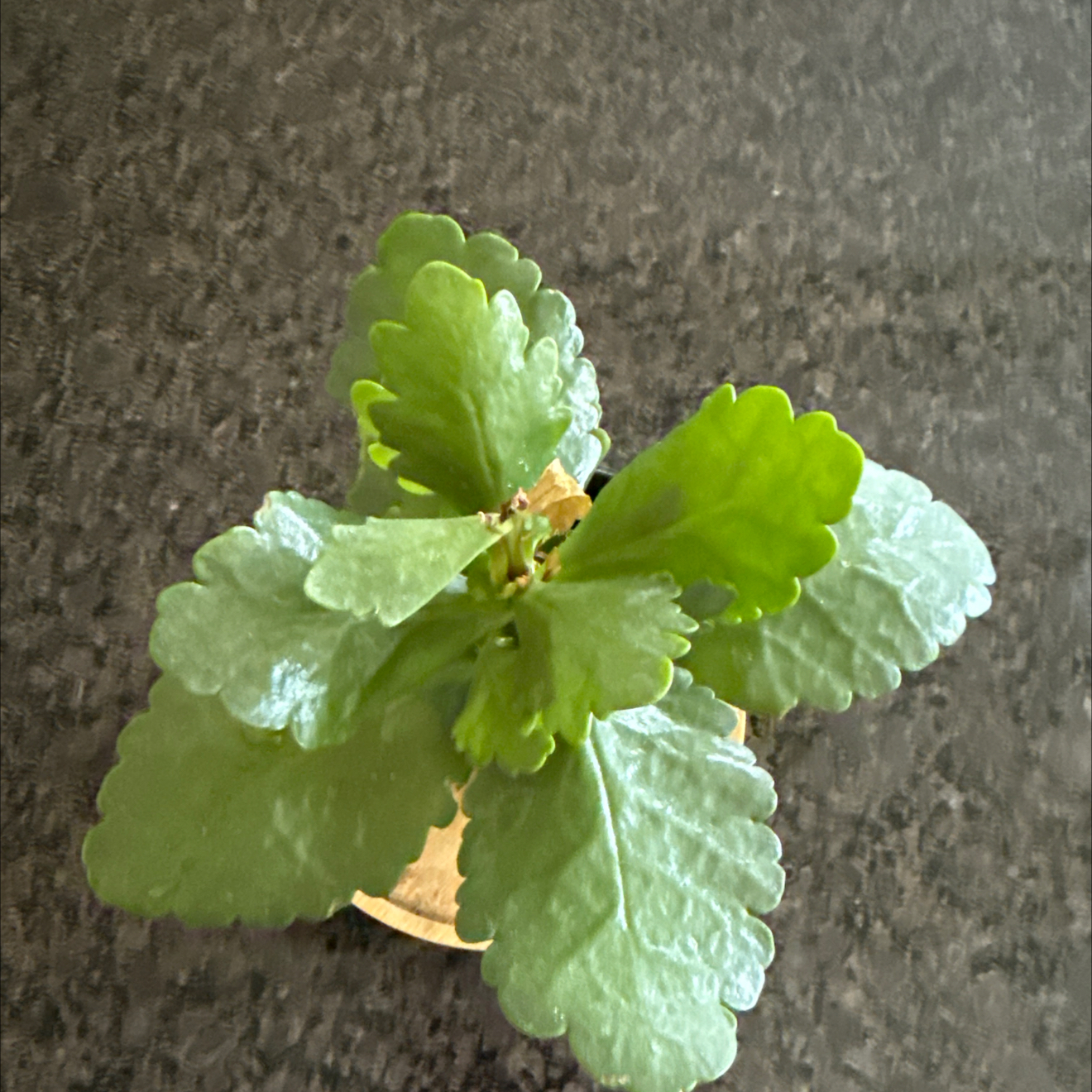 Photo of the plant species Calandiva by @SeasonalTreeivy named Gracey on Greg, the plant care app
