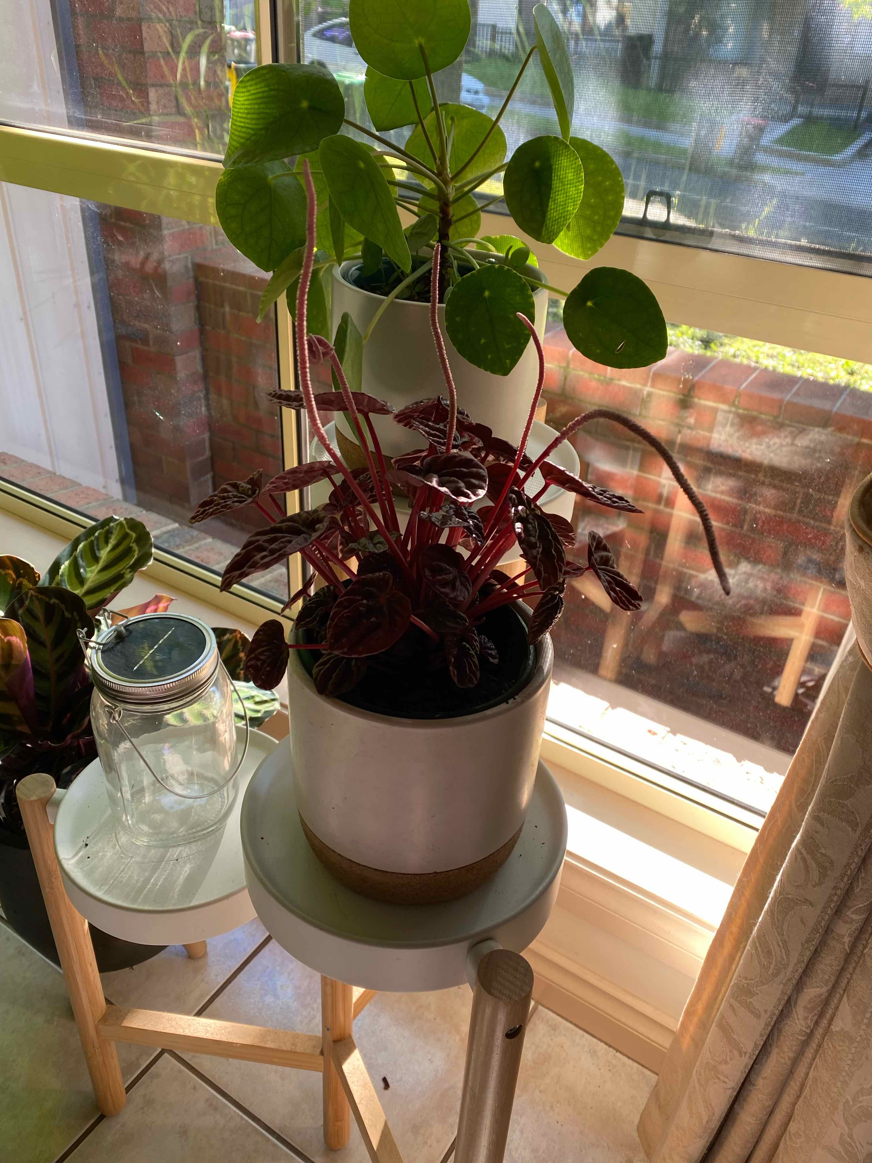 Schumi Red Peperomia plant on a stand near a window with another plant in the background.