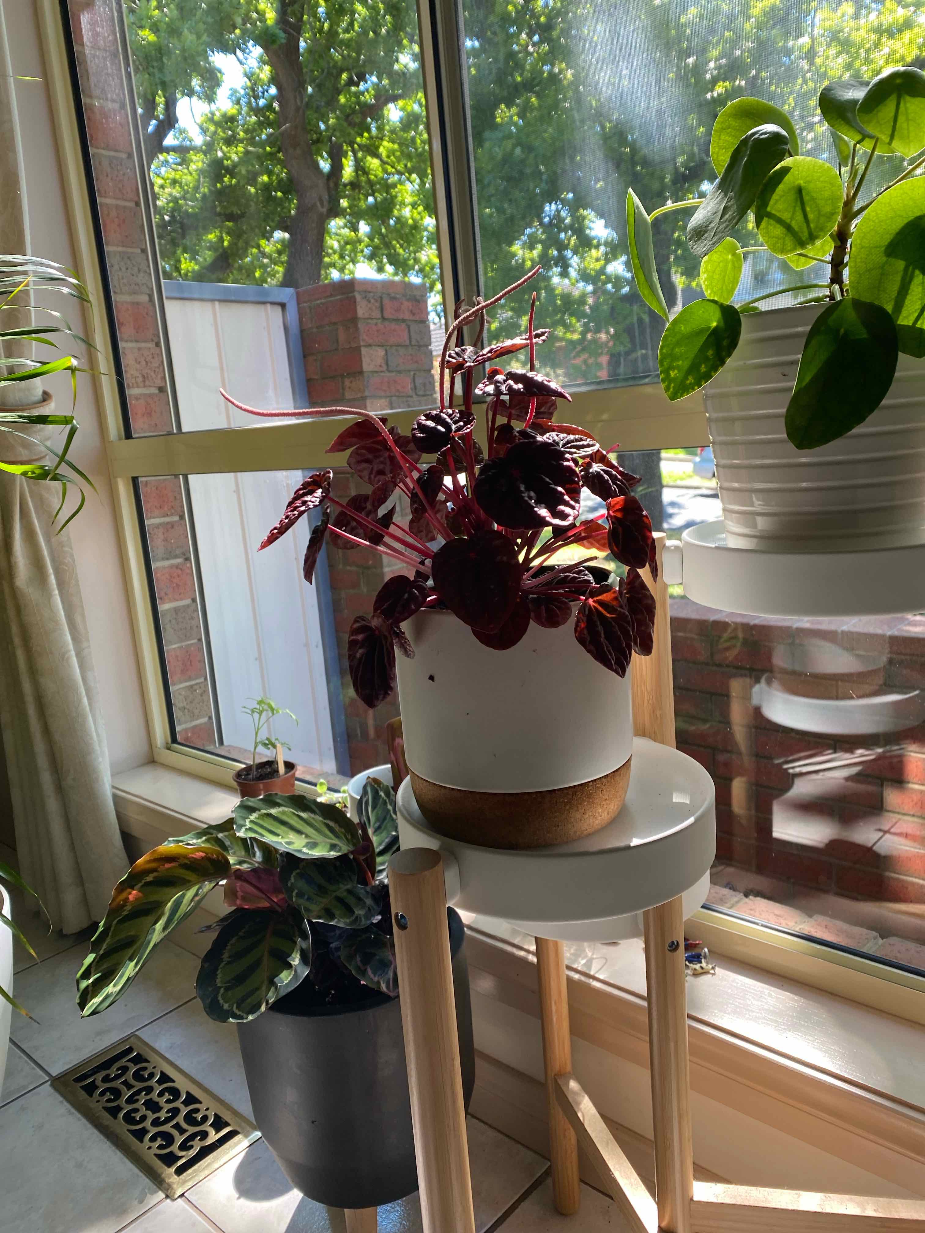 Schumi Red Peperomia plant on a table near a window with other plants in the background.