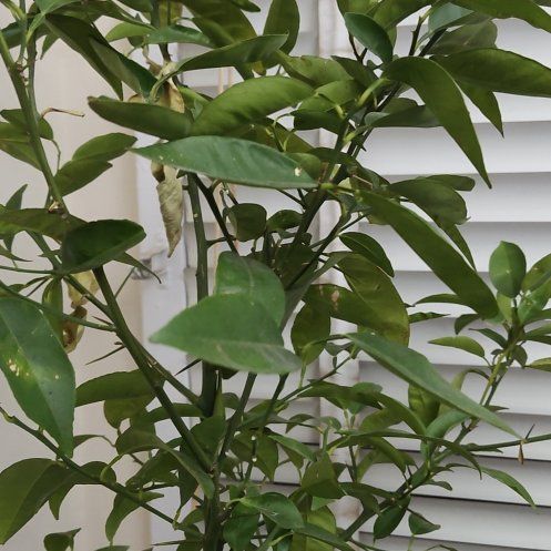 Photo of the plant species Orange Tree by @HeroicGinger87 named Orange 2019 on Greg, the plant care app
