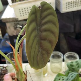 Photo of the plant species Alocasia Red Secret Variegated by @ZingAnimatedoat named Gomez on Greg, the plant care app