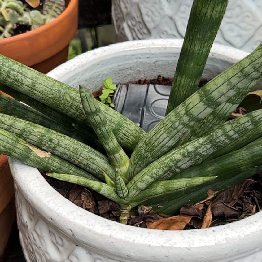 Plant care for Sansaveria on Greg, the plant care app