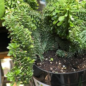 Photo of the plant species Crested Miniature African Milk Tree by @ZingAnimatedoat named Sage on Greg, the plant care app