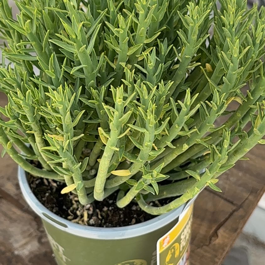 Photo of the plant species Pencil Milkbush by @SoulfulMatgrass named Spike Lee on Greg, the plant care app