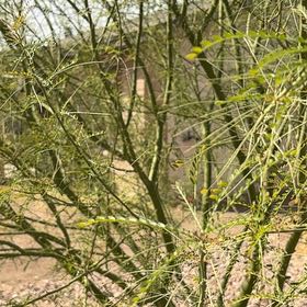 Photo of the plant species Desert Museum Palo Verde by @SoulfulMatgrass named Dude on Greg, the plant care app