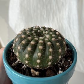 Photo of the plant species Green Tomato Cactus by @JLeon80602 named Osmo on Greg, the plant care app