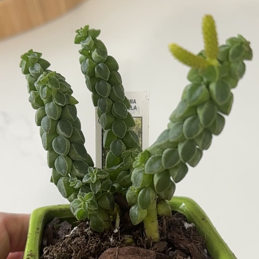 Plant care for pepperomia bellybuttons on Greg, the plant care app