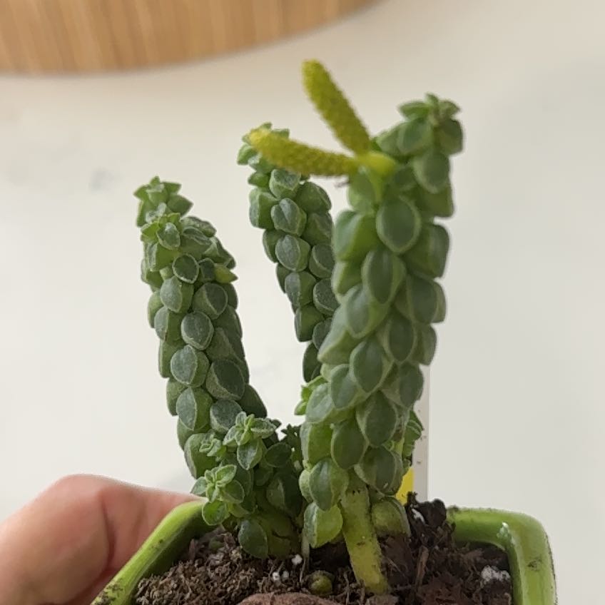 Photo of the plant species Columnar Peperomia by @JLeon80602 named Einstein on Greg, the plant care app