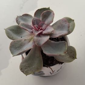 Photo of the plant species Aeonium percarneum 'Kiwi' by @JLeon80602 named Katie on Greg, the plant care app