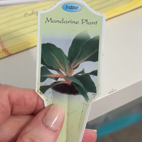 Photo of the plant species orange mandarin plant by @JLeon80602 named Marley on Greg, the plant care app