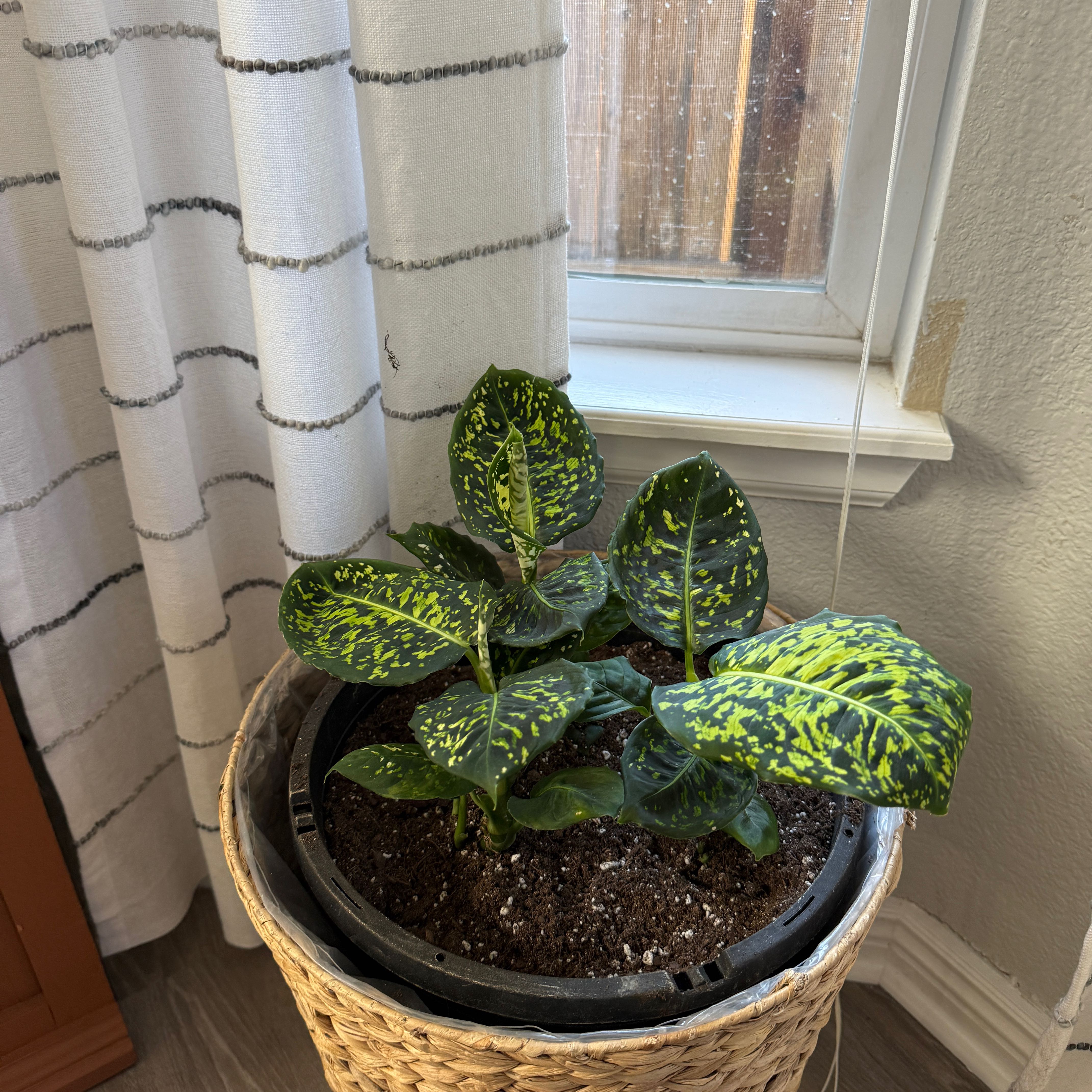 Photo of the plant species Dumb Cane 'Reflector' by @JLeon80602 named Baesil on Greg, the plant care app