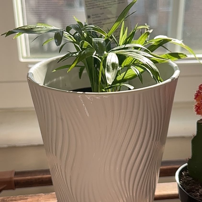 Photo of the plant species Tropical Foliage by @GoodyOxlip57 named Gomez on Greg, the plant care app