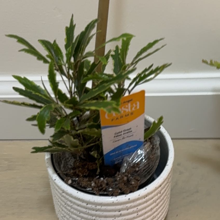 Photo of the plant species Gold Crest False Aralia by @AdeptBushhoya named Wall-E on Greg, the plant care app