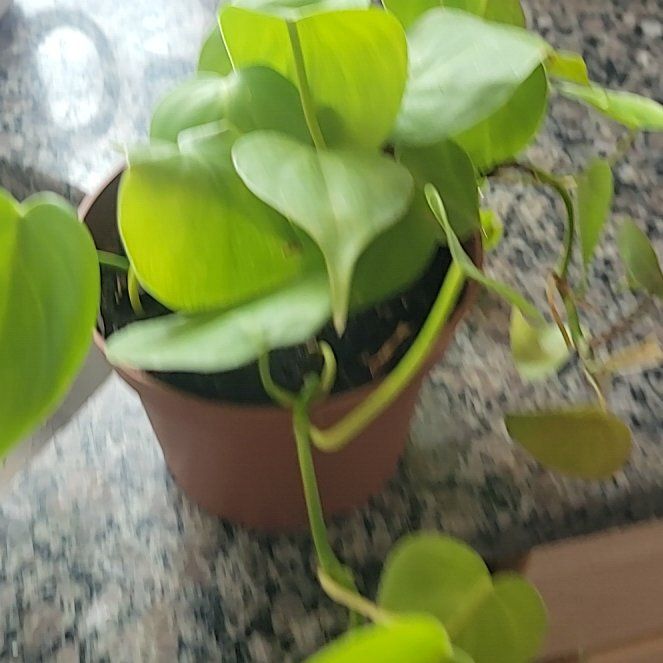 Photo of the plant species Philodendron cordatum by @littleleahstar named Mochi on Greg, the plant care app