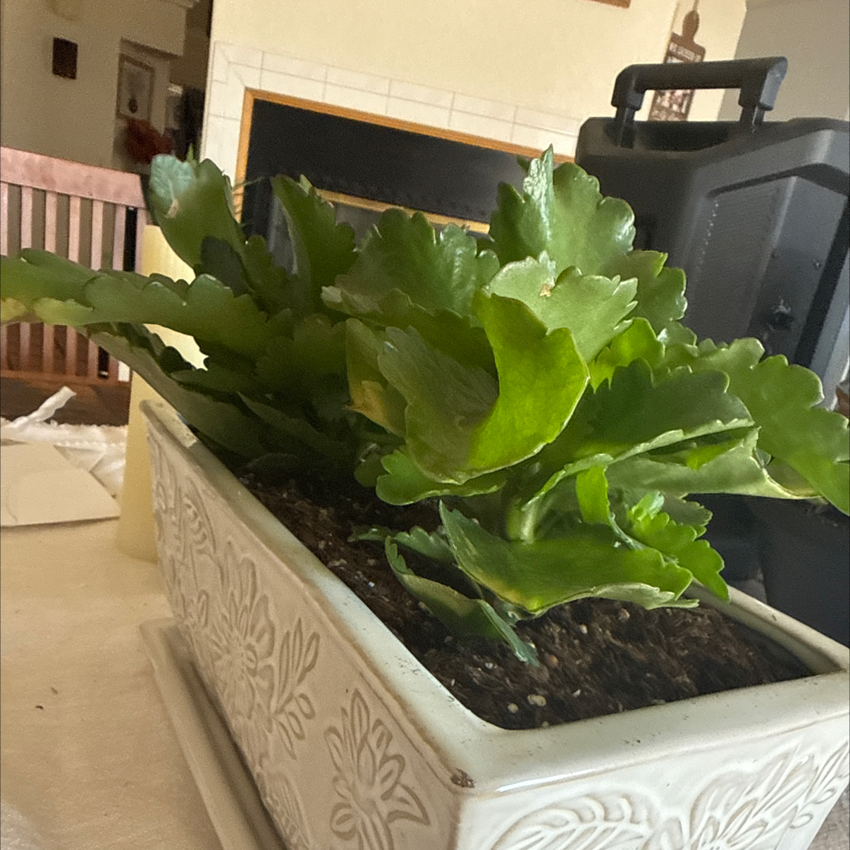 Photo of the plant species Calandiva Orange Florist Kolanchoe by Ivone named Naranja&Yellow on Greg, the plant care app
